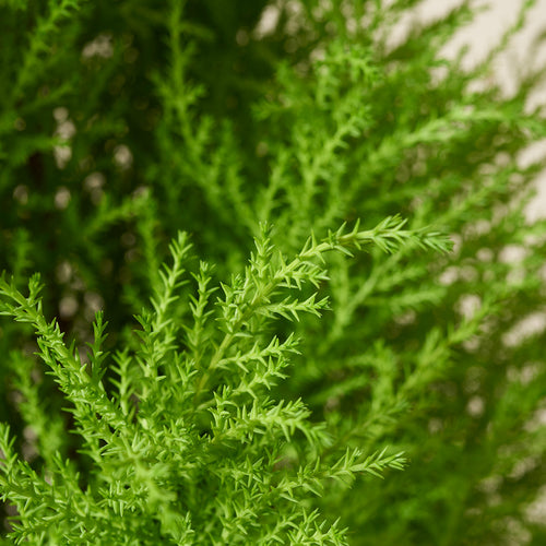 Zimmerzypresse Goldcrest